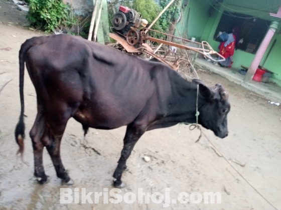 ডেকা